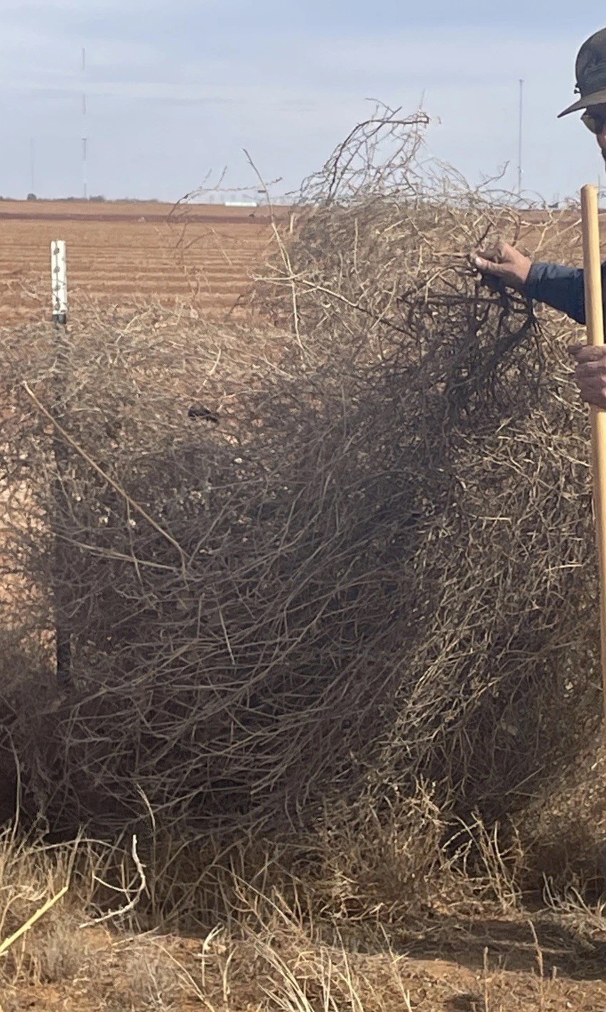 West Texas tumble weeds. Fresh rolled and rounded.