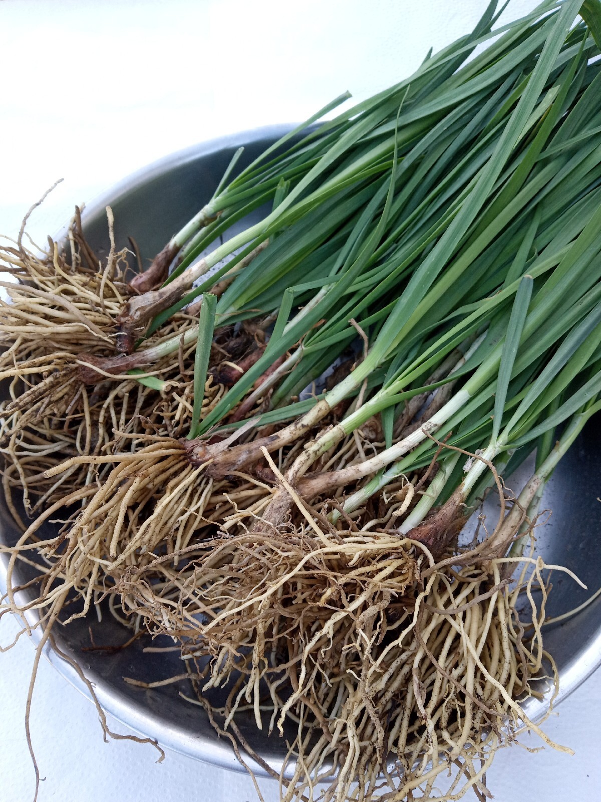 20 Garlic Chives 韭菜根 Live Organic Bare Root Hardy Perennial Herb – Ready to Grow