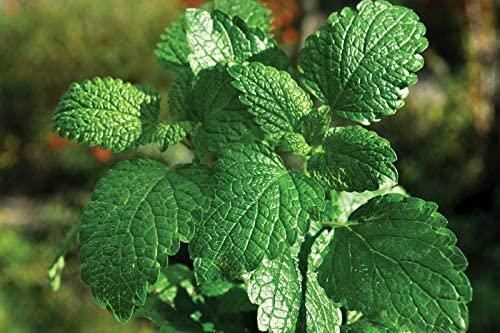 Peppermint Herb Seeds, Peppermint Seeds,”COOL BEANS N SPROUTS” Brand.