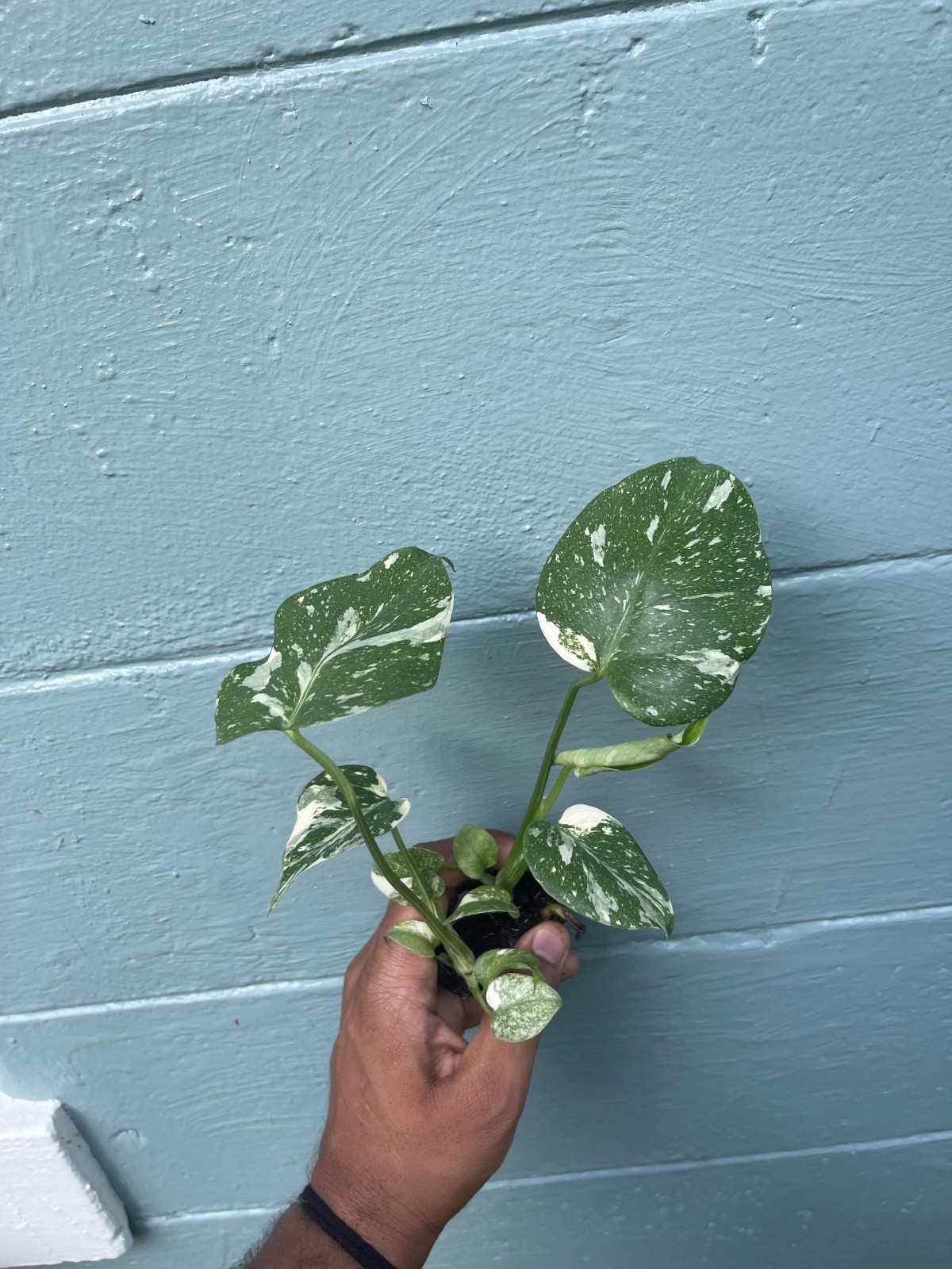 Variegated Monstera Thai Constellation Rare Live Indoor Tropical Houseplant