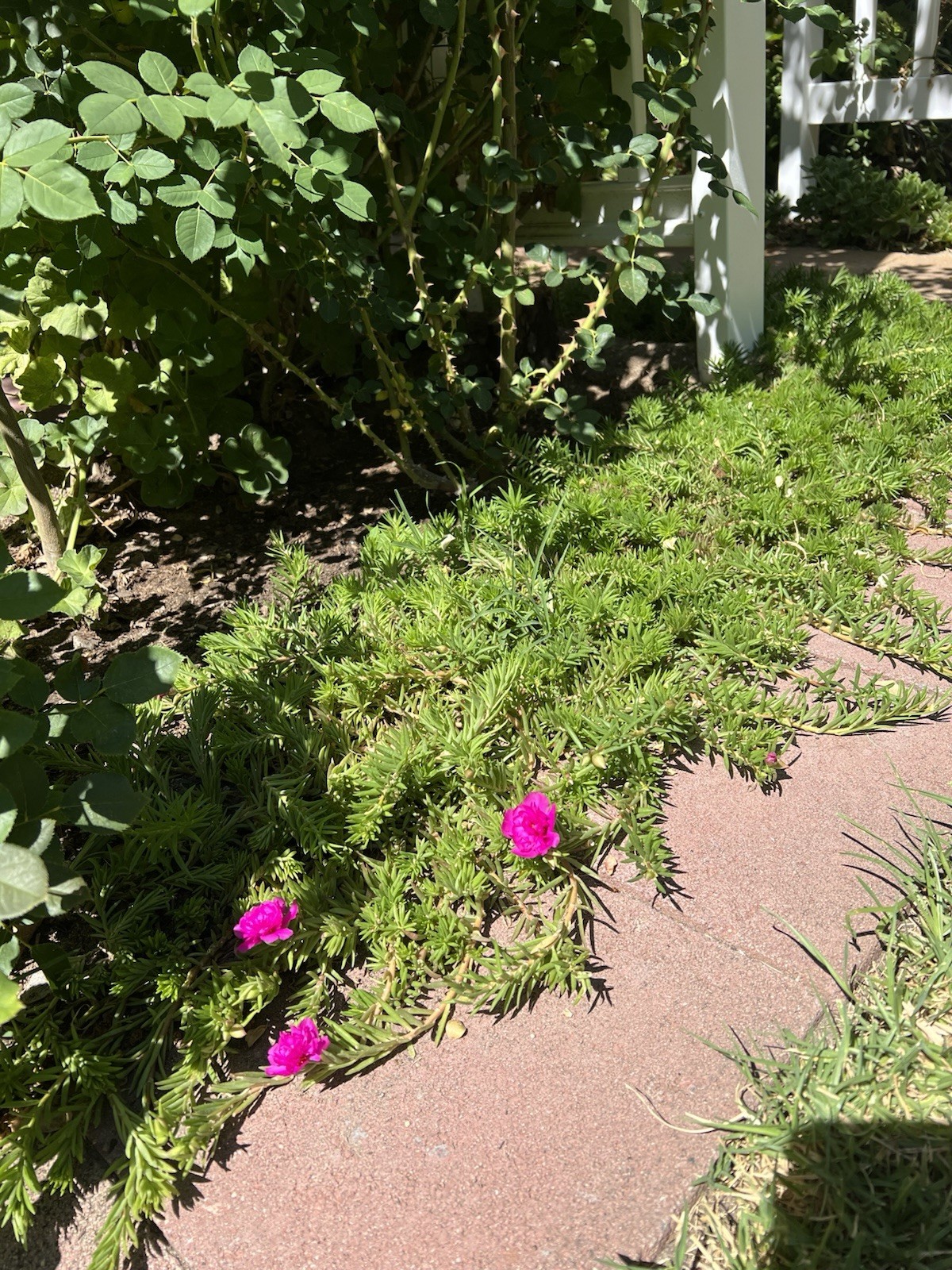 7 Cuttings Magenta Double Massive Bloom – Portulaca Moss Rose – US Seller