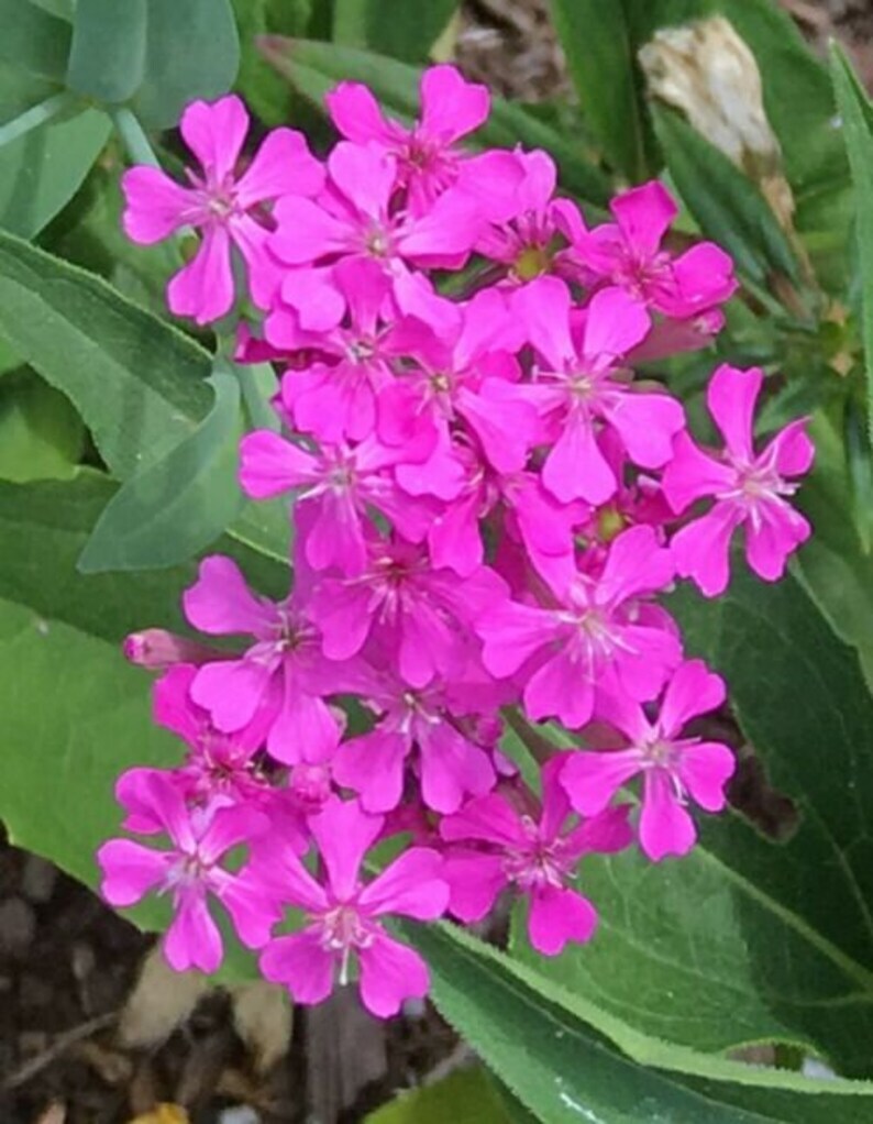 None So Pretty Catchfly Seeds 1000+ Annual FLOWER Silene Armeria USA FREE S&H