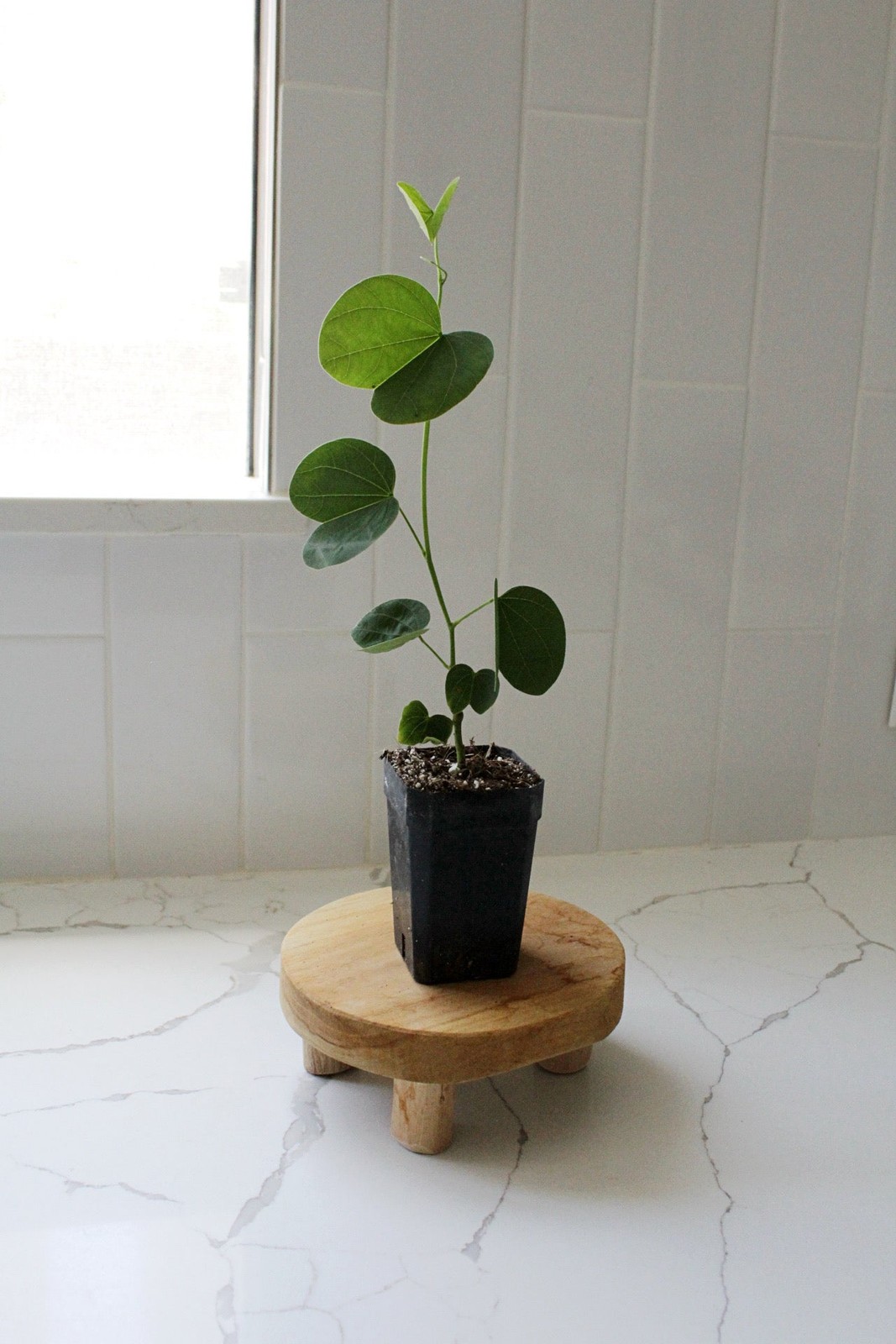 Orchid Tree – Flowering Garden Starter Tree