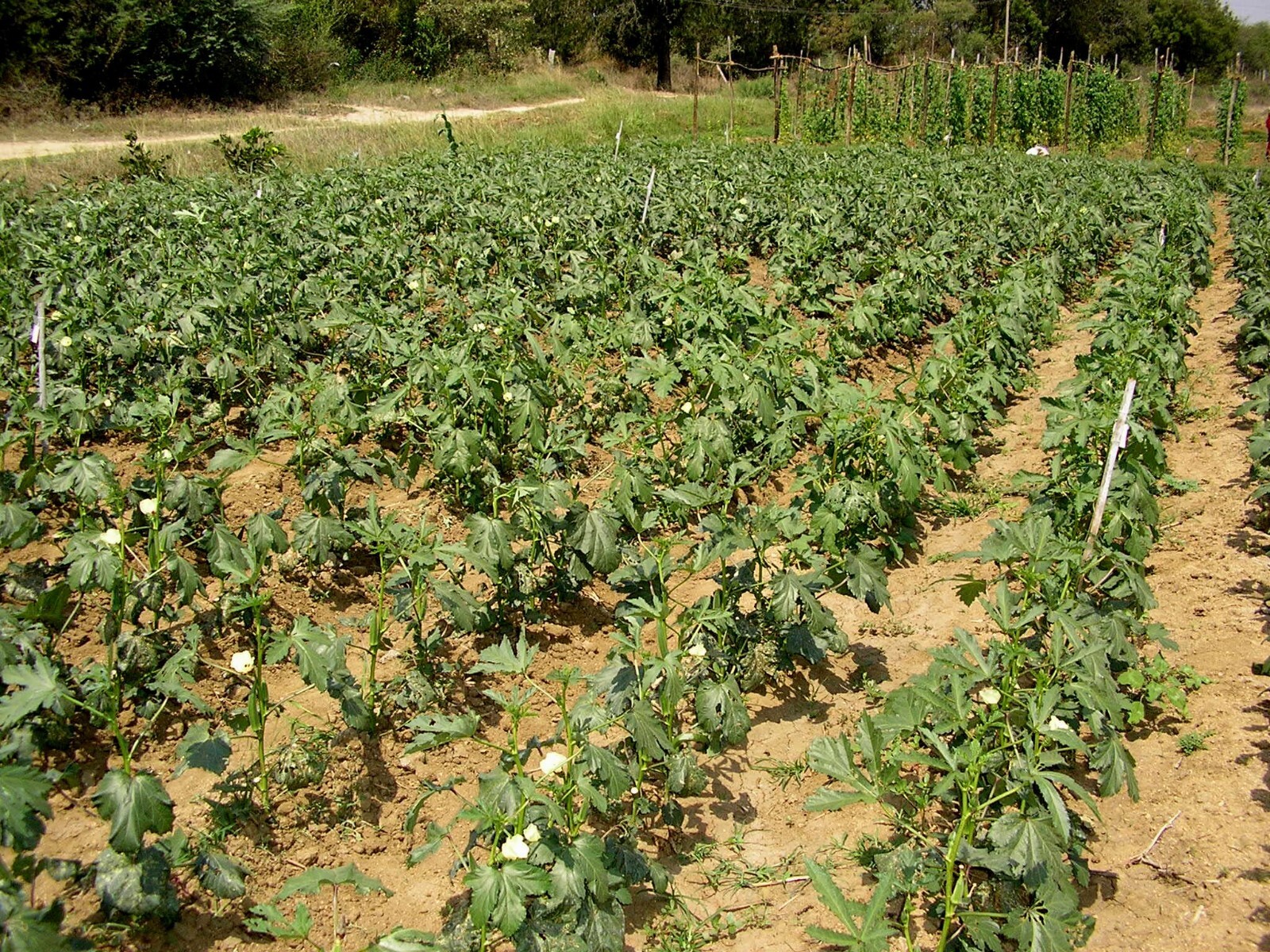 NON-GMO Clemson Spineless 80 Okra seeds Heirloom Open Pollinated Delicious