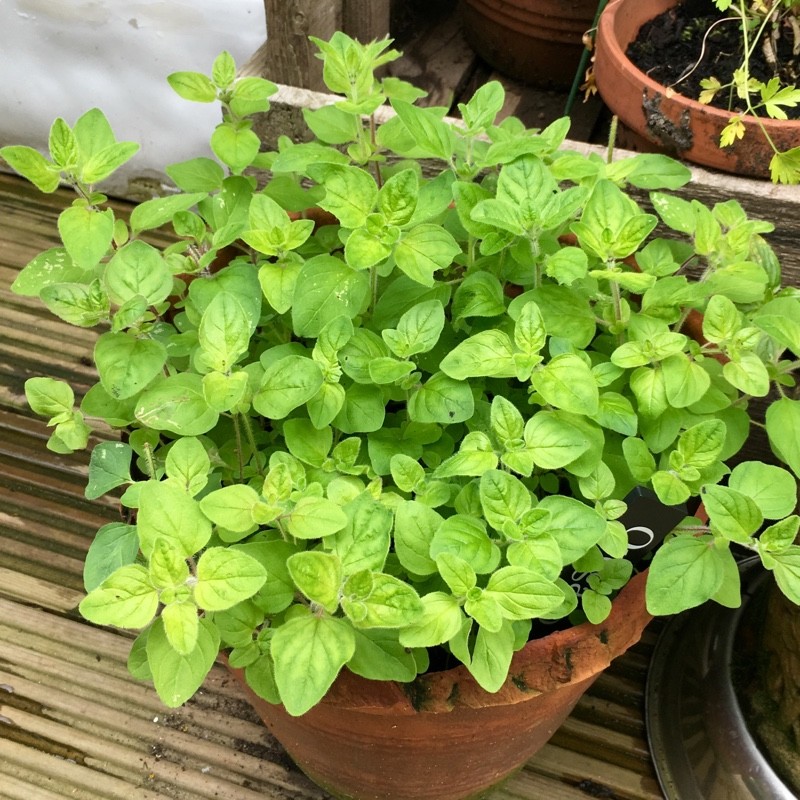 301+TRUE GREEK OREGANO Herb Seeds Organic Garden Container Perennial Heat Cold