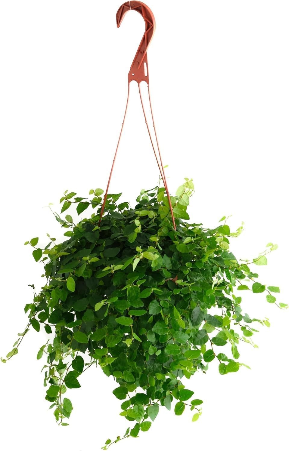 Ficus Repens Creeping Fig, Live Indoor Plant, Low Maintenance Trailing Housep…