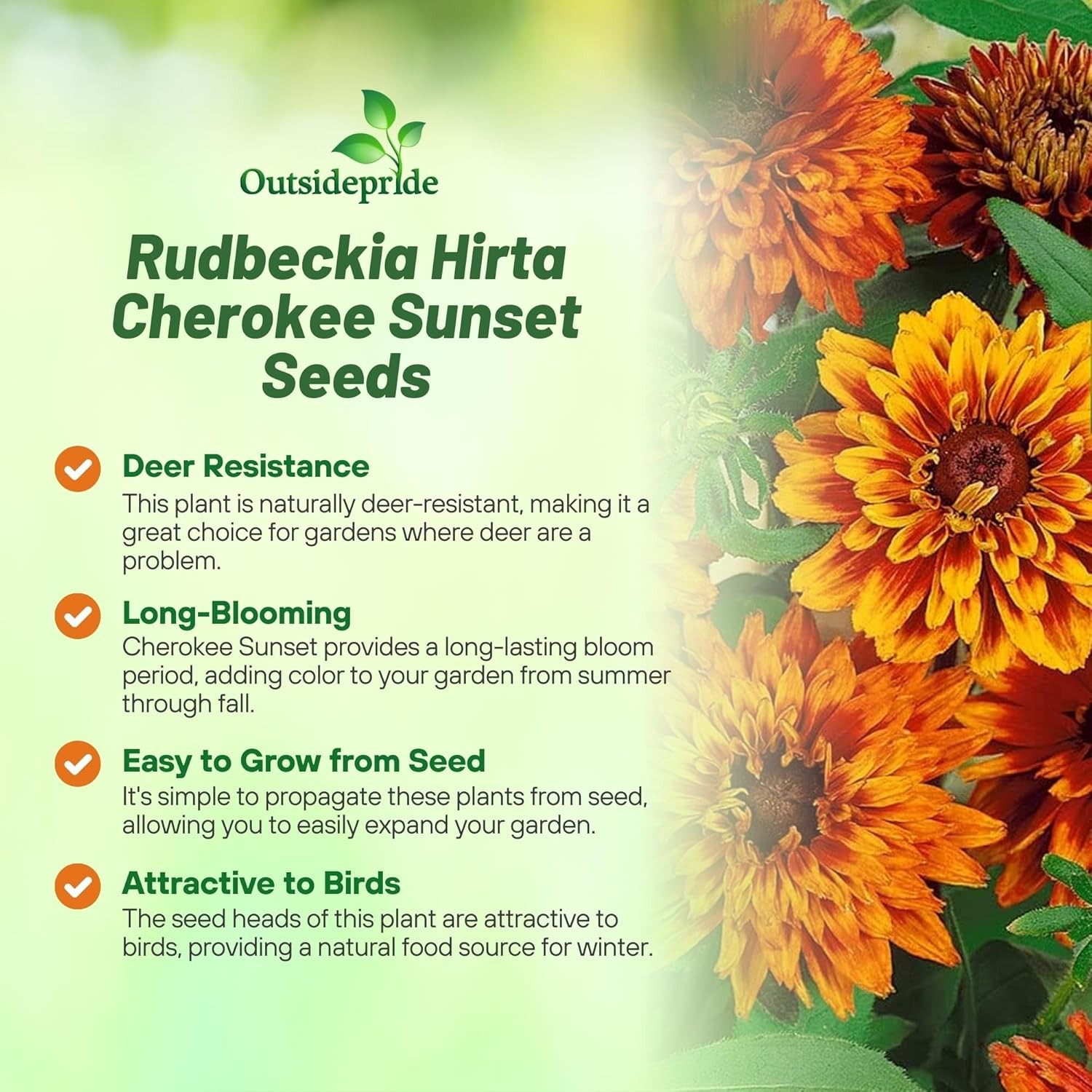 200 Seeds Rudbeckia Hirta Cherokee Sunset AAS Winner Flower Seeds