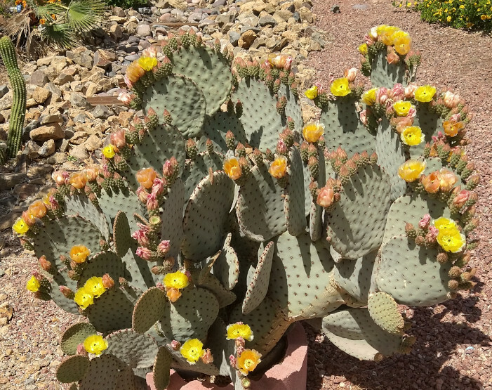 Opuntia rufida Clock Face Cold Hardy Cactus 1 Pad