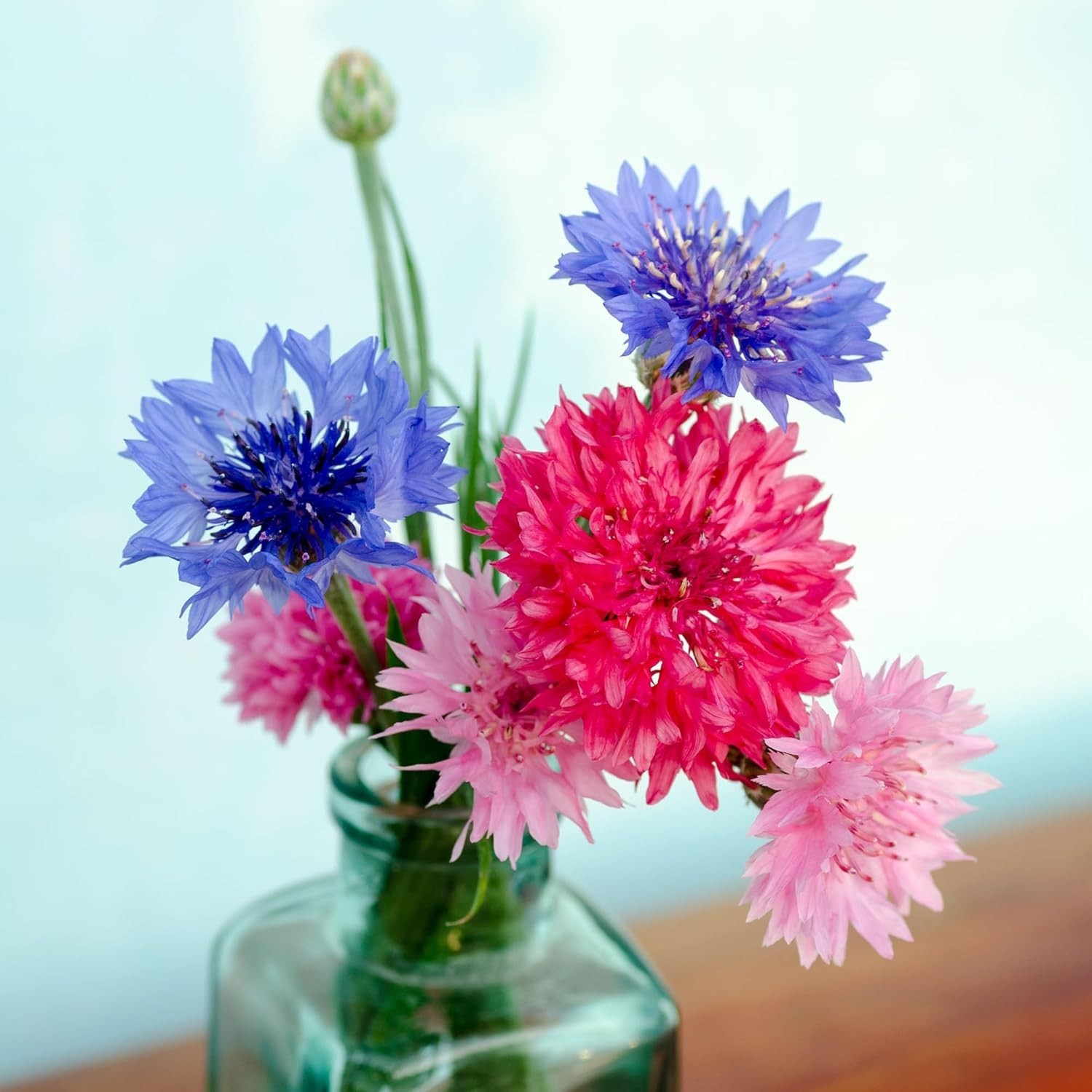 Bachelors Buttons Seeds – 500 Non-GMO Flower Seeds for Vibrant Blooms