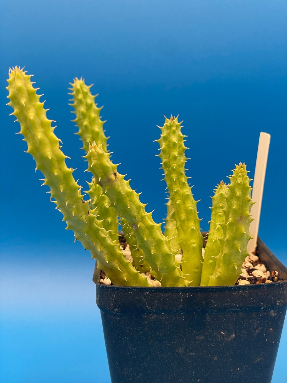 Huernia Schneideriana ‘Red Dragon’ WELL ROOTED 3.5″ Plant
