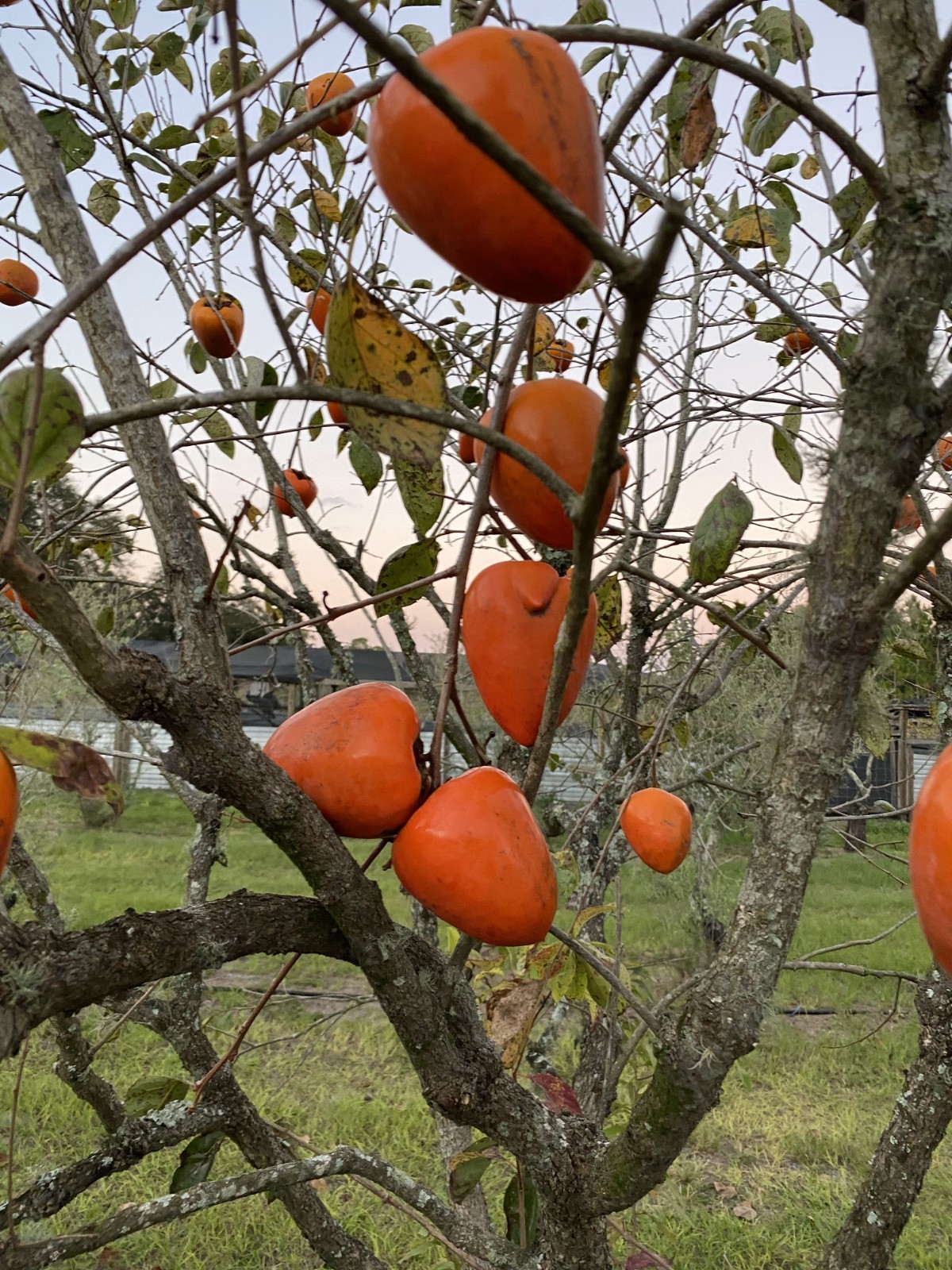 HACHIYA PERSIMMONS PULP (3- 2 cup Packages)