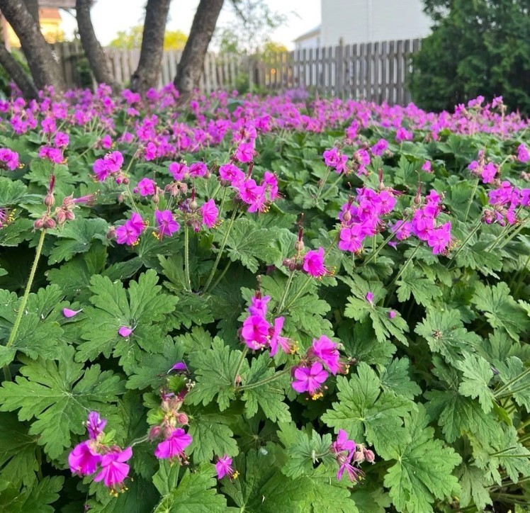 3 Bigroot Geranium Live Starter Plants – Hardy Perennial Plant – Zones 3-8