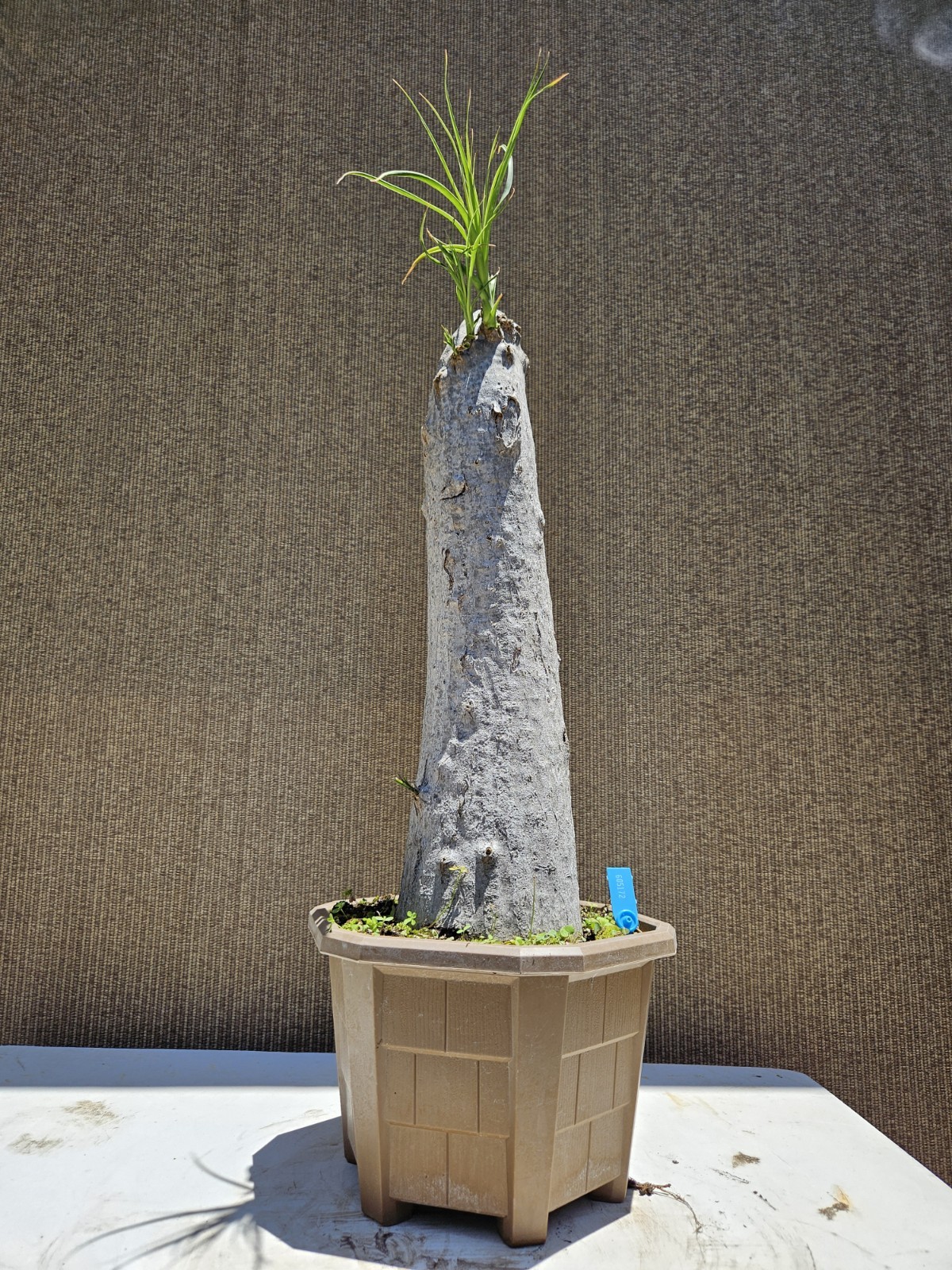 Ponytail Palm Bonsai Tree,,, SALE