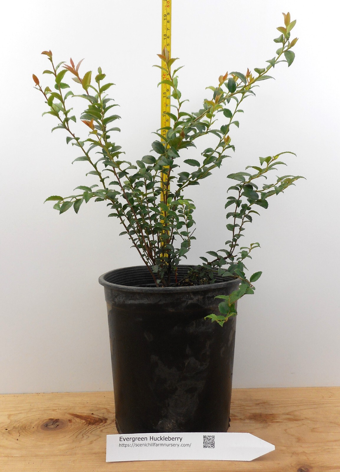 Evergreen Huckleberry Plant- Large Gallon Containers