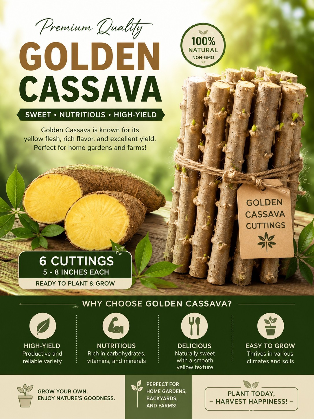 Very Rare !! GOLDEN Cassava Stem 6 Cuttings | Premium Yellow Flesh Variety 5″-8″