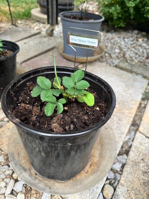 Japanese Rose ‘Blue Moon Stone’ Own Root Live Plant