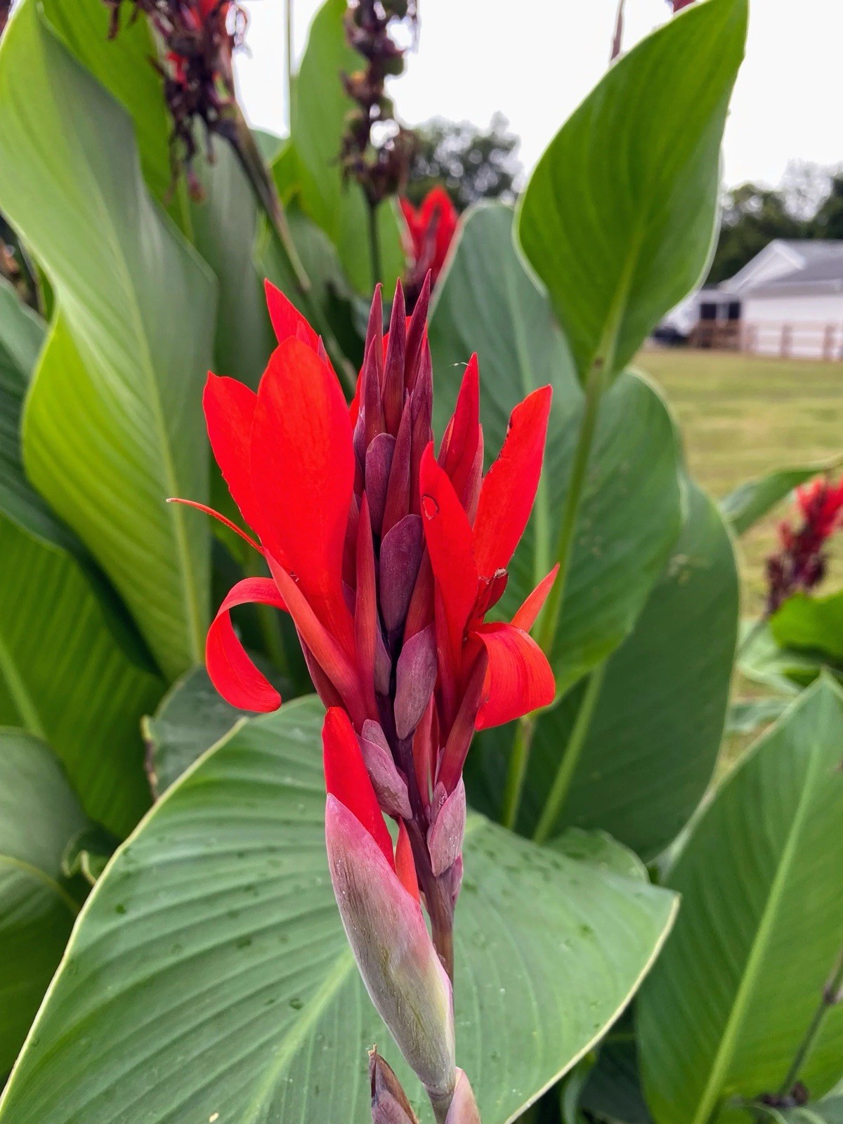 4lbs Canna Bulbs Red Jumbo Plants Of 6′-8′ Real Green Leaf. 2025 Plants