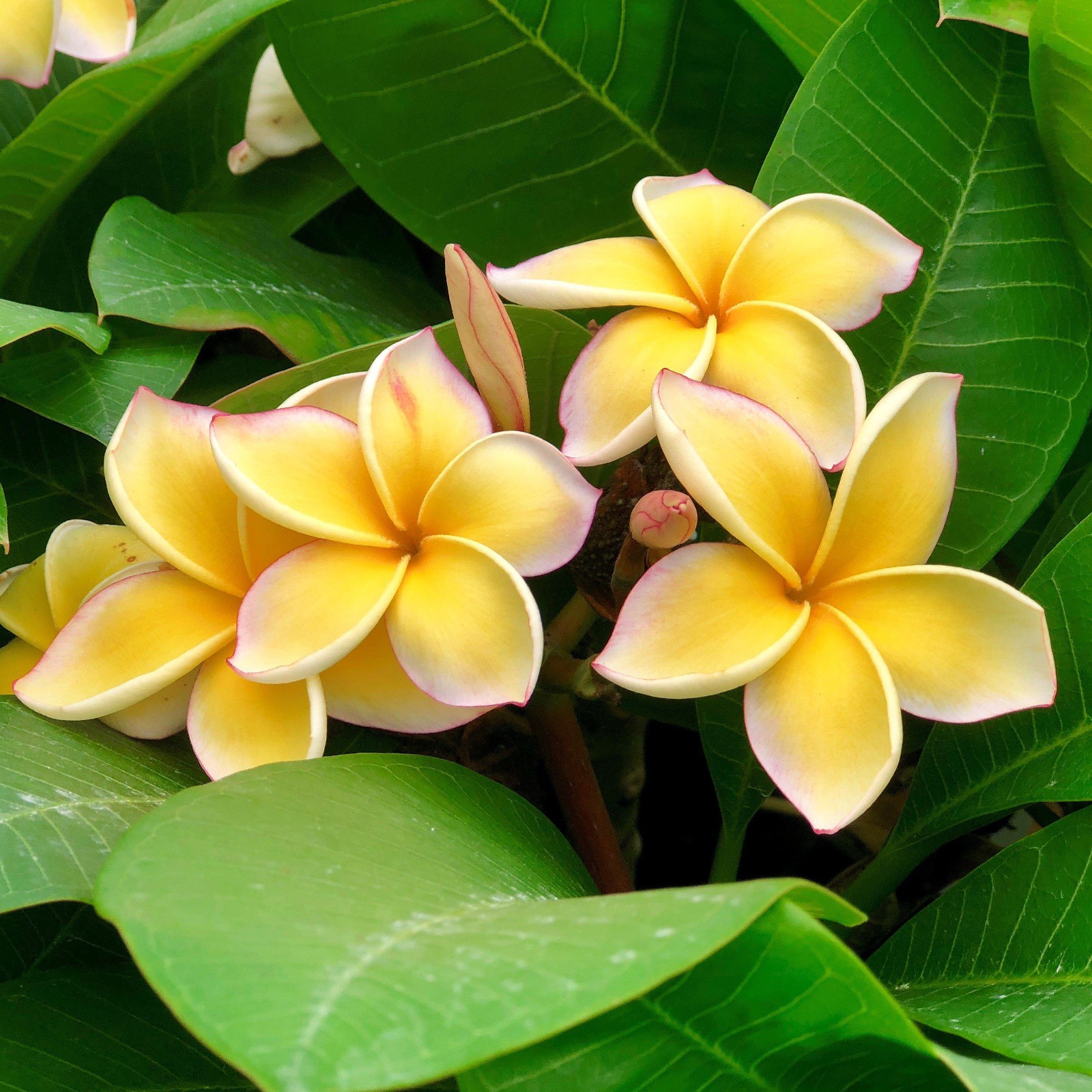 2 Live Hawaiian Yellow Plumeria Plant Cuttings 10″ Easy to Root and Grow