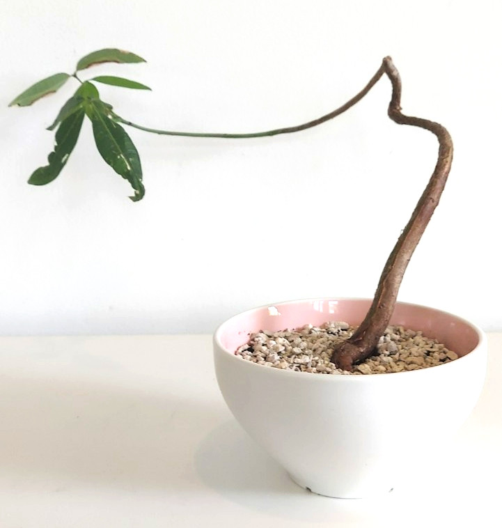 Shohin Silk Floss Live Tree Bonsai Ceiba Speciosa Orchid Like Flowering Bonsai