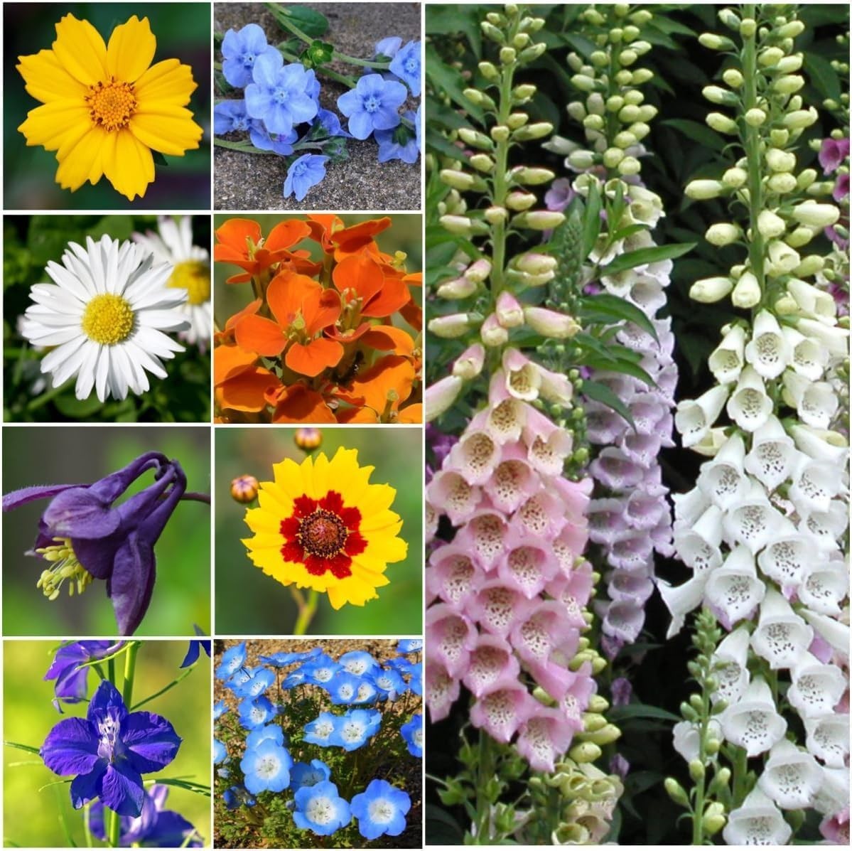 Partial Shade Wildflower Seed Mix | 1 oz | 14 Varieties | Attracts Butterflies
