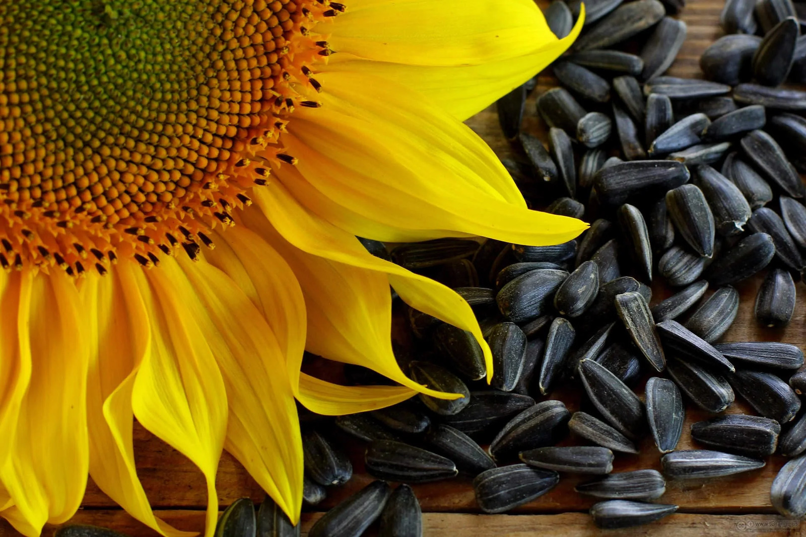 100 BLACK OIL SUNFLOWER Helianthus Annuus Yellow Hummingbird Bird Flower Seeds