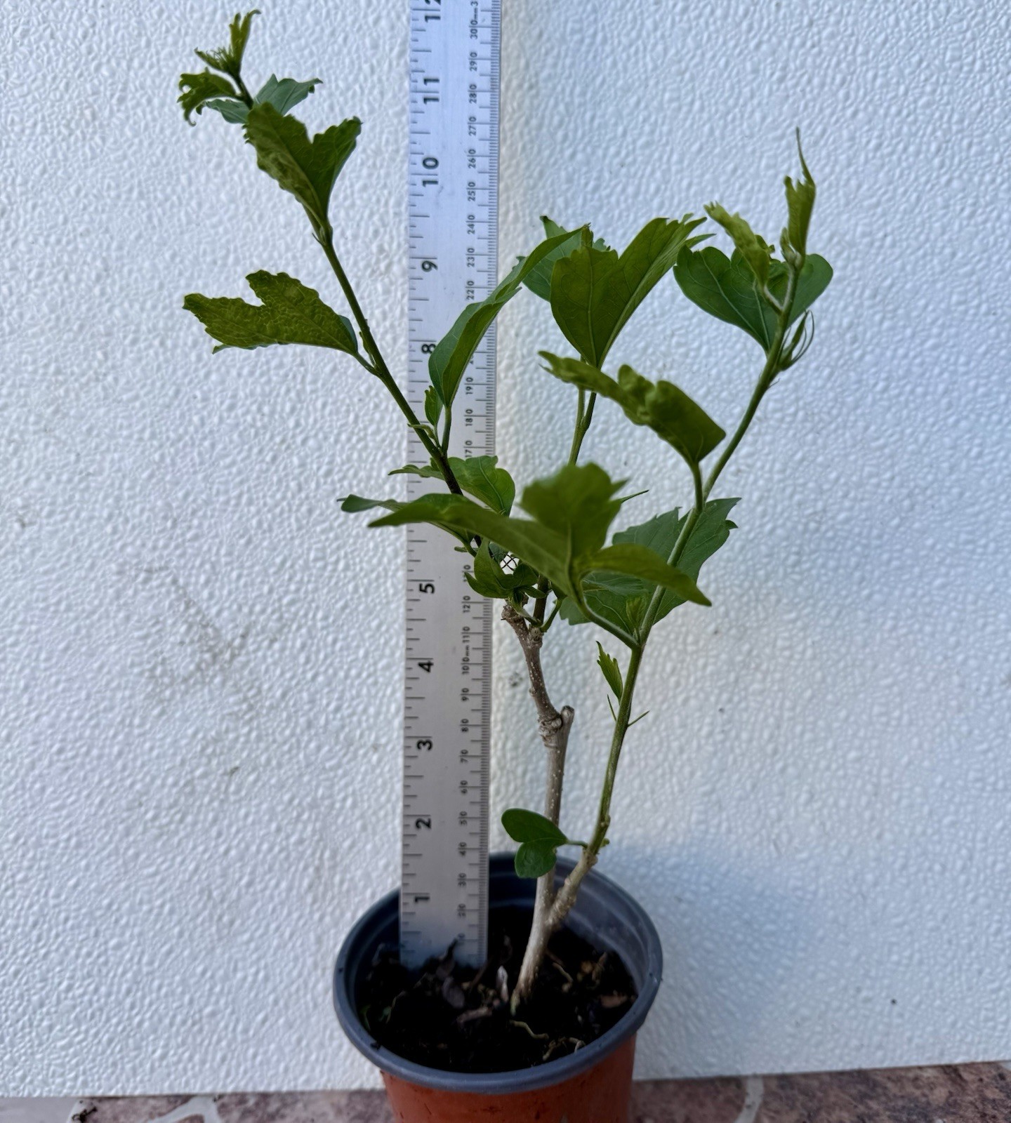 Heat And Cold Hardy Double Magenta Rose Of Sharon/ Hibiscus Syriacus Live Plant