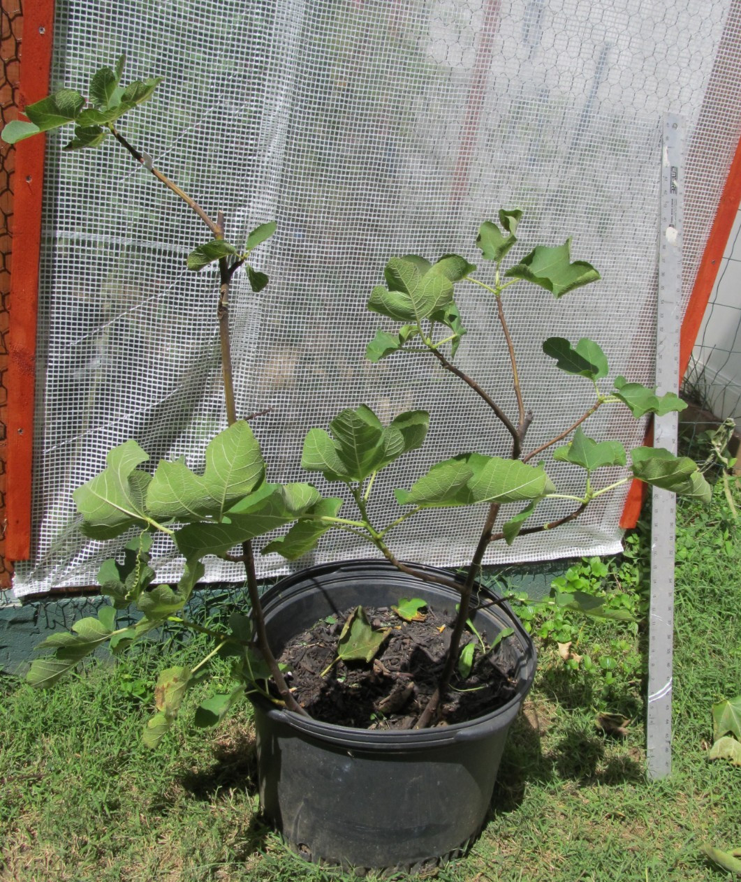 Genovese Nero fig tree 30″ tall, super rooted & ready to pot or put in ground #6