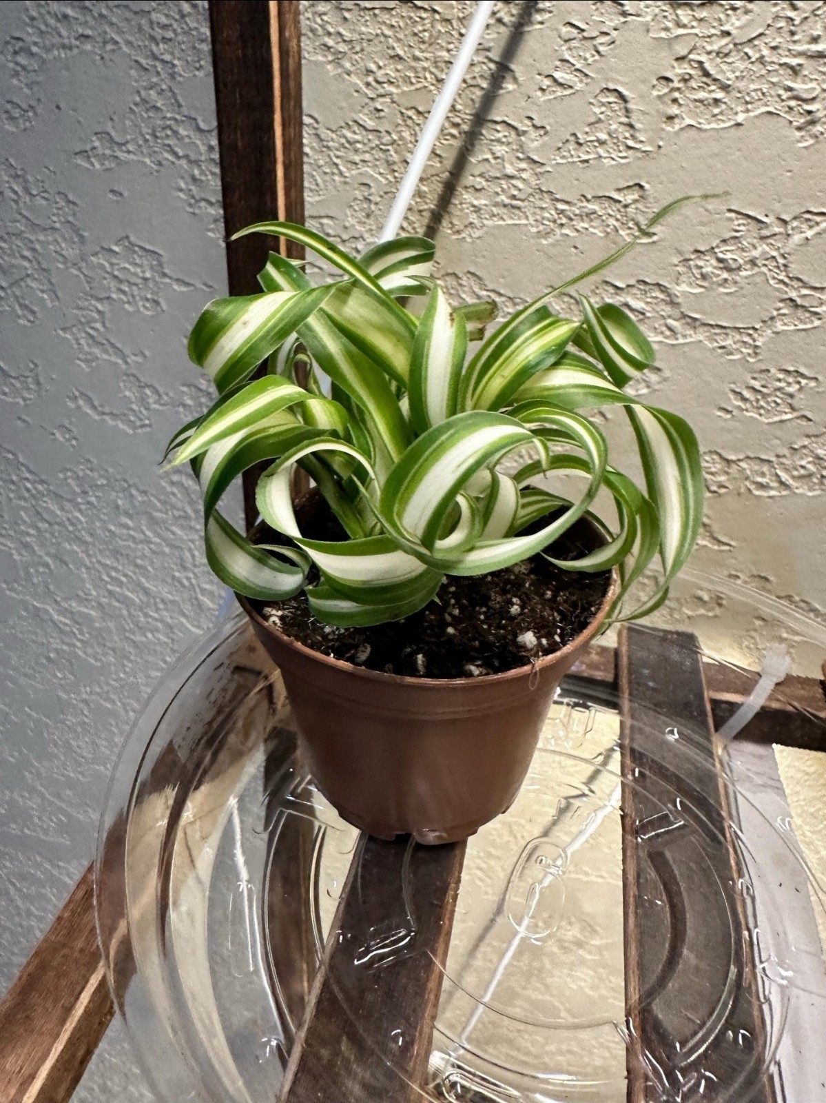 Bonnie Curly Spider Chlorophytum Comosum Live Plant 2in Pot with Soil