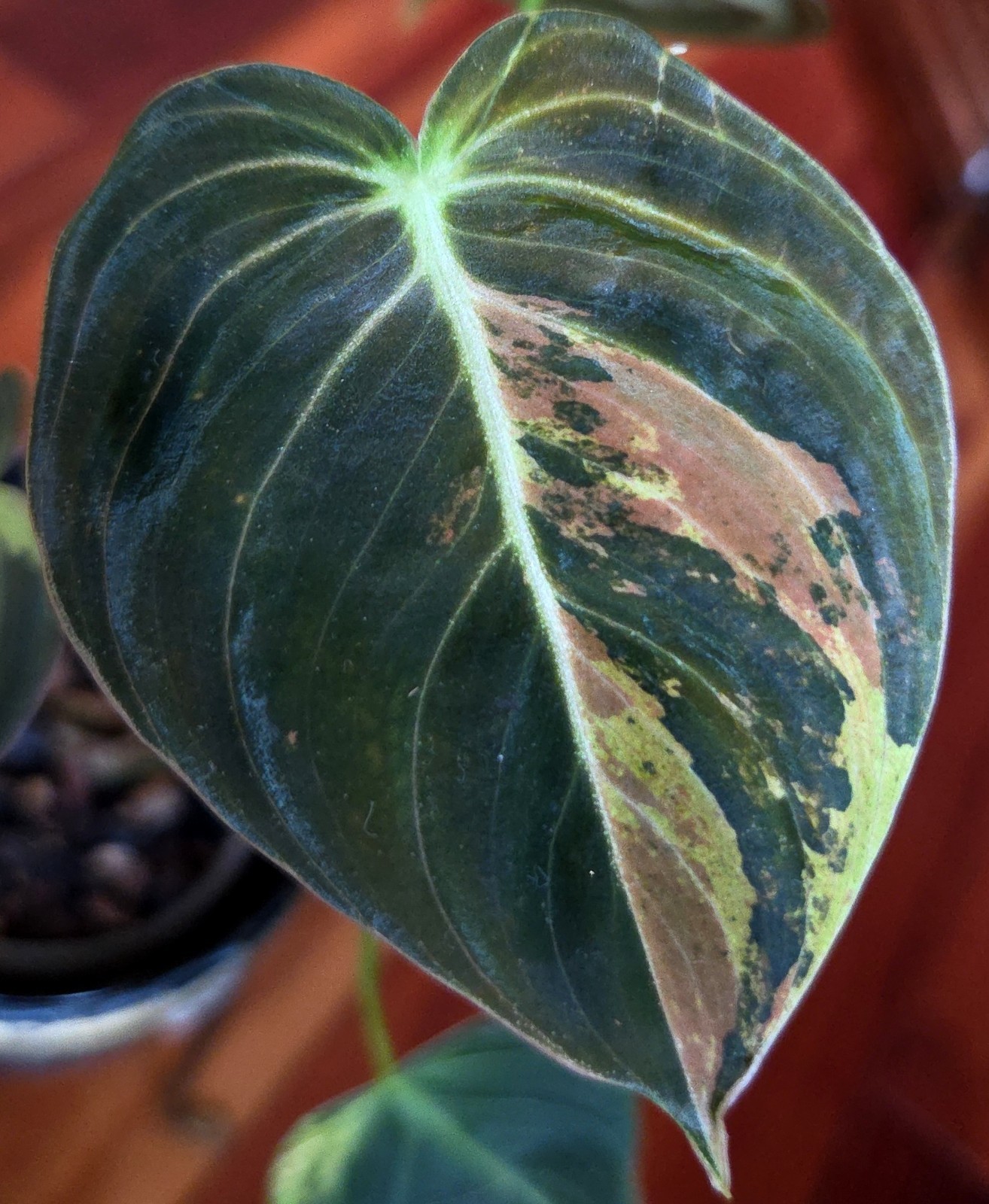 Rare Philodendron Variegated Melanochrysum 14″ Tall Not Anthurium Aroid Monstera