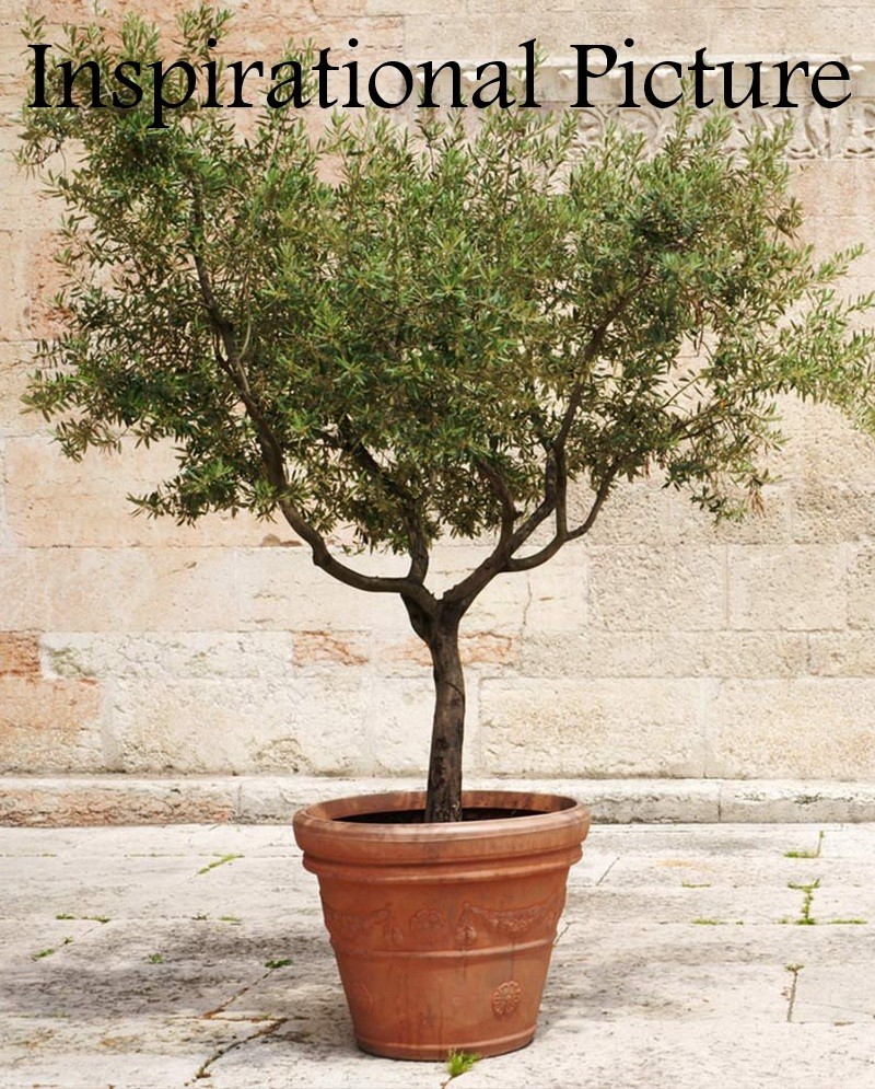 5′ Tall Organic Olive Tree Plant, Long Living, Long Live Evergreen Silvery Leaf.