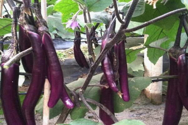 RARE✿ New! Heirloom Fengyuan Long Eggplant 15 Seeds ●Excellent Quality
