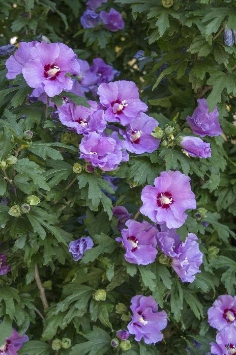 100+ Seeds of White/Violet/Pink Shrub Althea Rose of Sharon (Hibiscus syriacus)