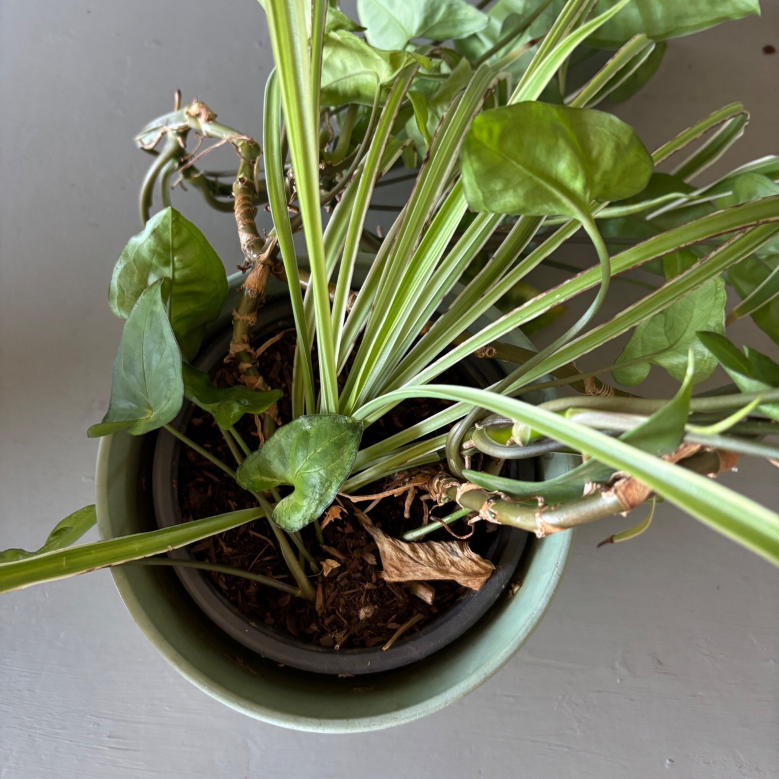 Live Arrowhead Plant & Spider Plant Combo in 6.5″ Ceramic Pot Indoor Houseplant