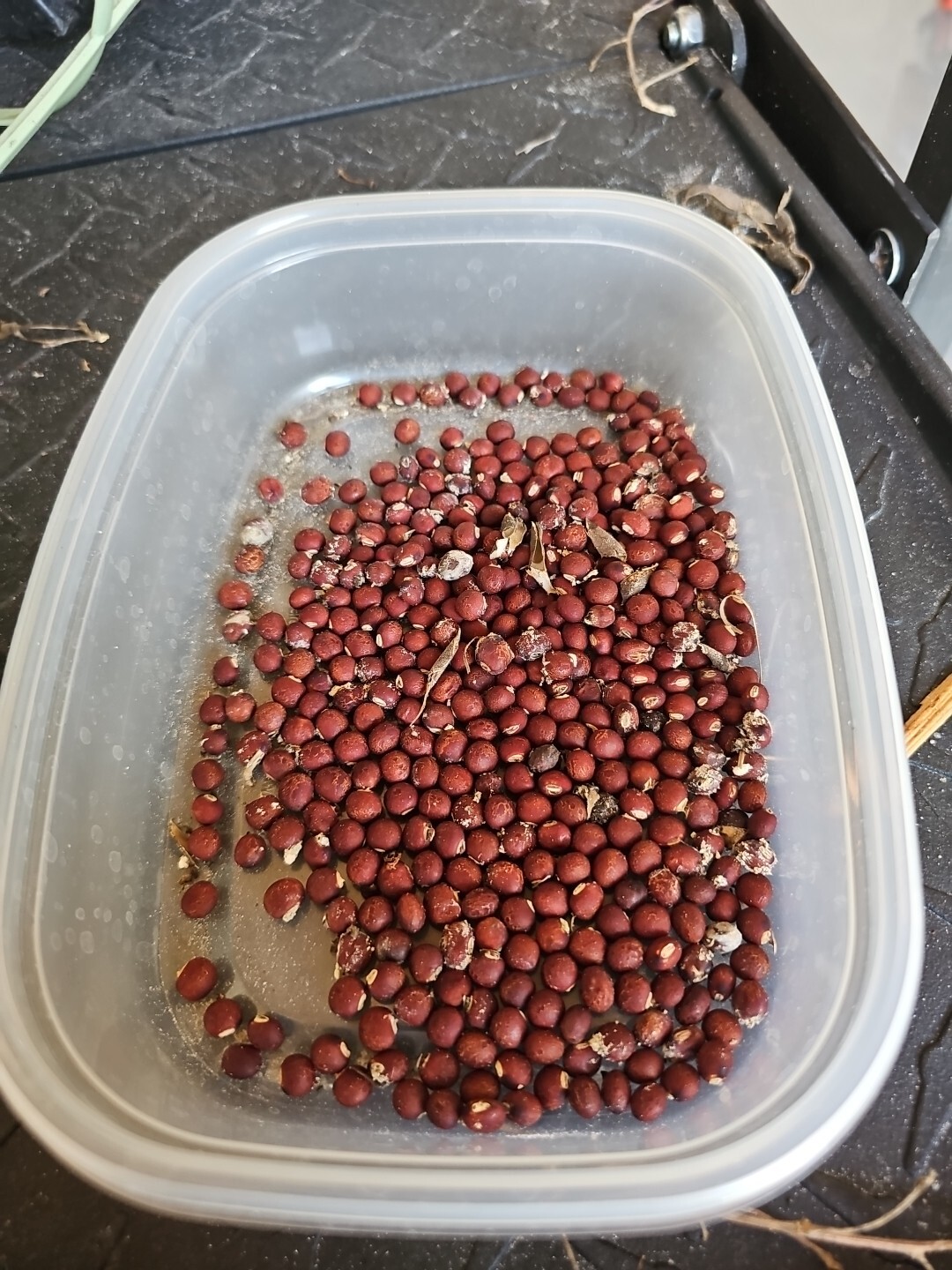 Pigeon Pea Cajanus Cajan Gandules Gandul Rojo starter Plant 2,5″ Pot Organic 8″