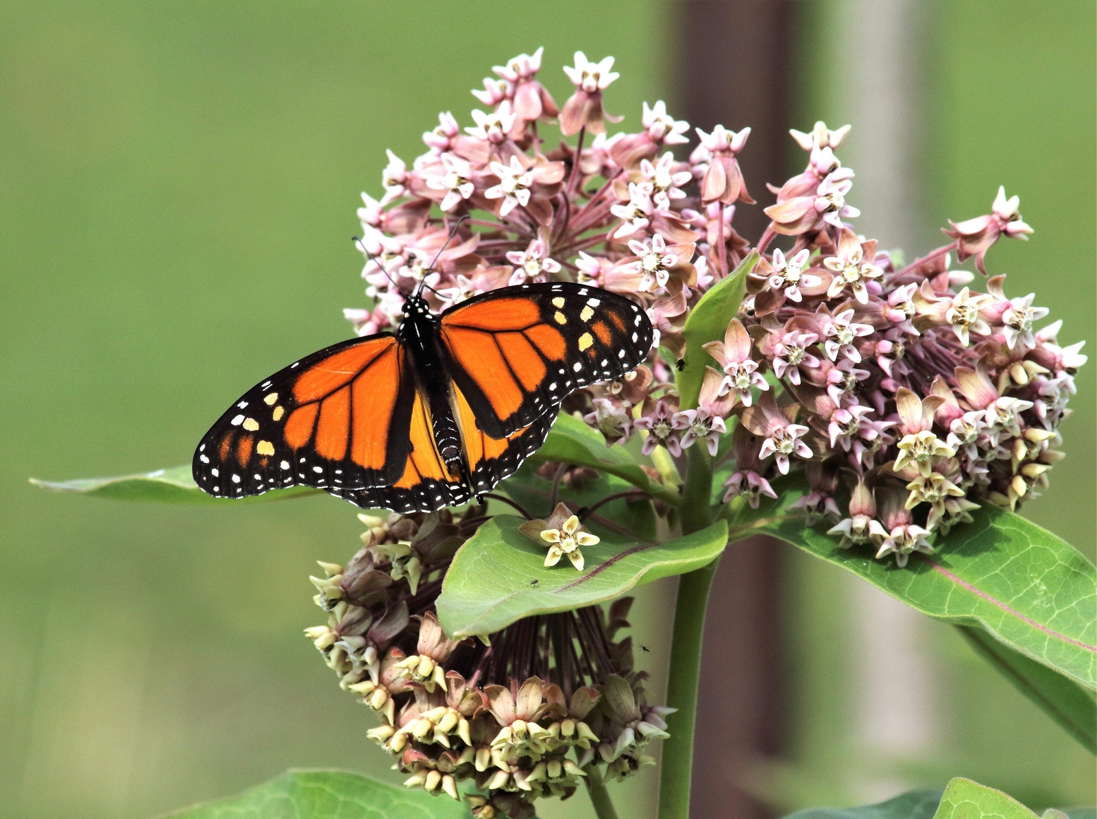 100 PINK COMMON MILKWEED Asclepias Syriaca MONARCHS! Flower Seeds *Flat S/H