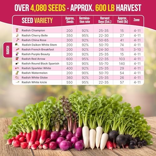 for Indoor & Outdoors 2400+ Heirloom Non-GMO 12 Radish Seeds Variety Pack