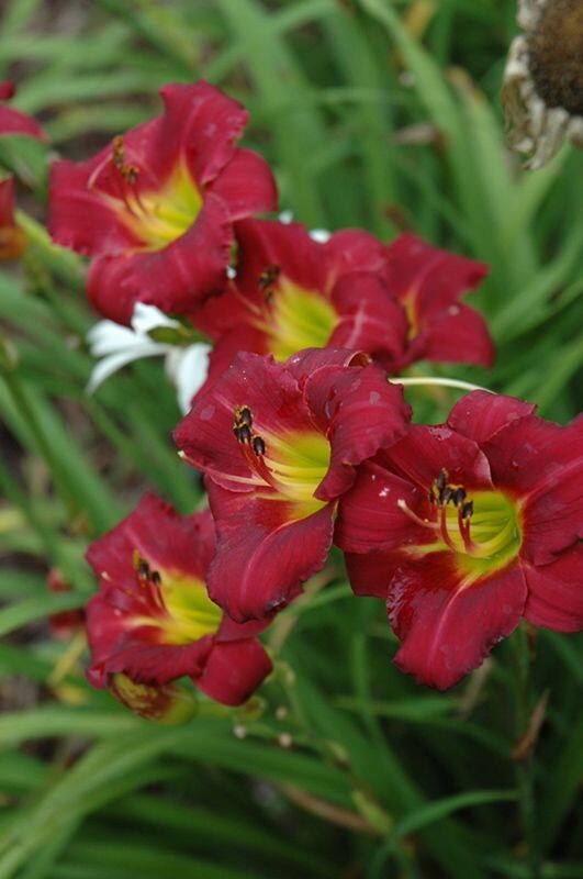 Daylily ‘Pardon Me’ (Hemerocallis) 4′ in pot