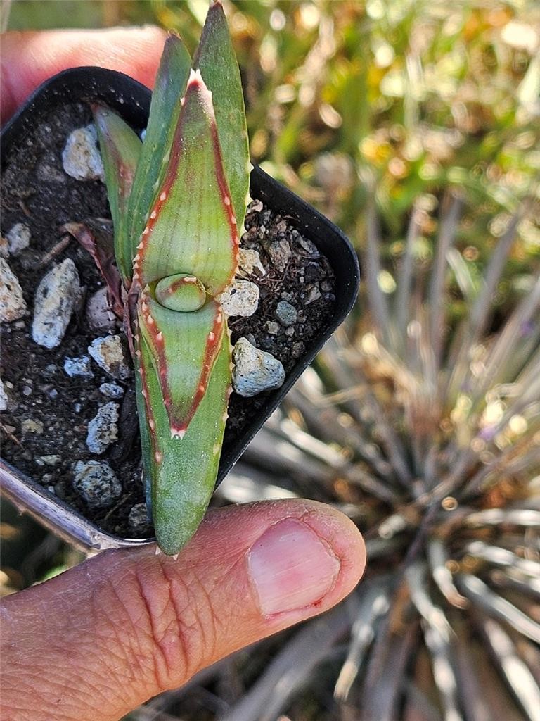 Aloe Pearsonii – Small Rooted Cutting