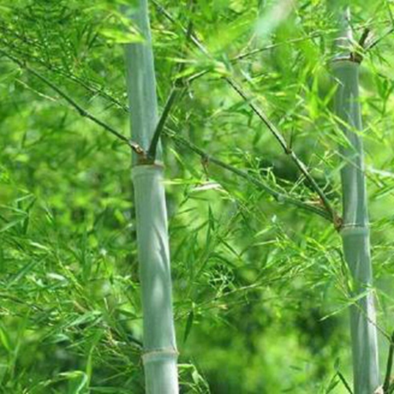 50+Giant Moso Bamboo Seeds Perennial evergreen Grows Edible Bamboo shoots USA