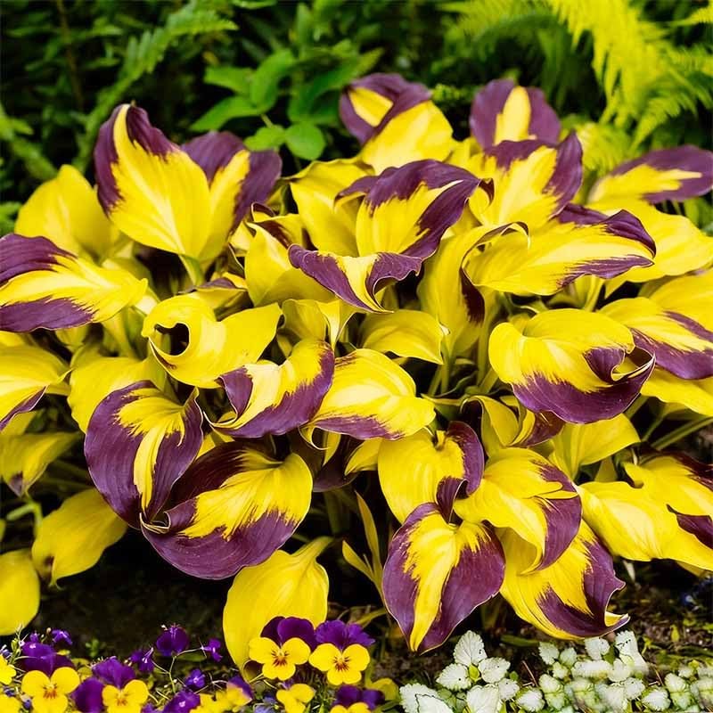 115Pcs Premium Hosta Seeds for Shade Gardens Planting – Perennial Flower…