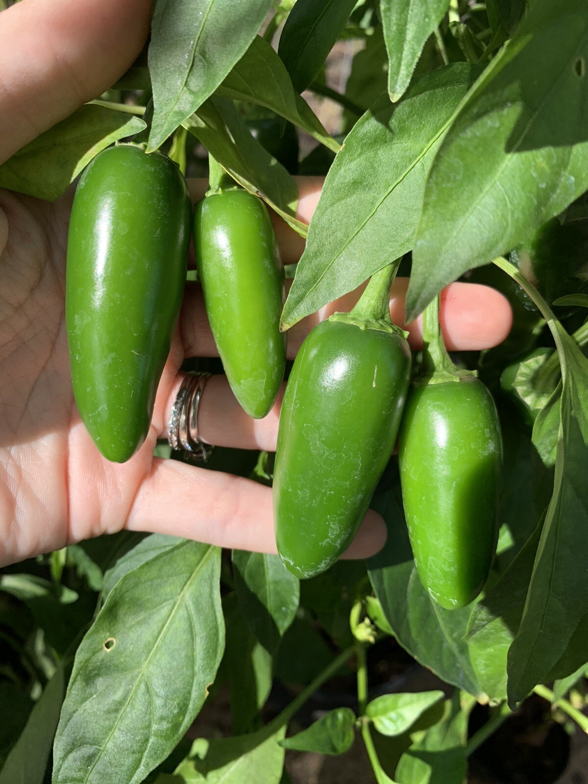 25 Texas Jalapeno Pepper 🌶 Seeds Homegrown Vegetable Garden Fruit USA Organic