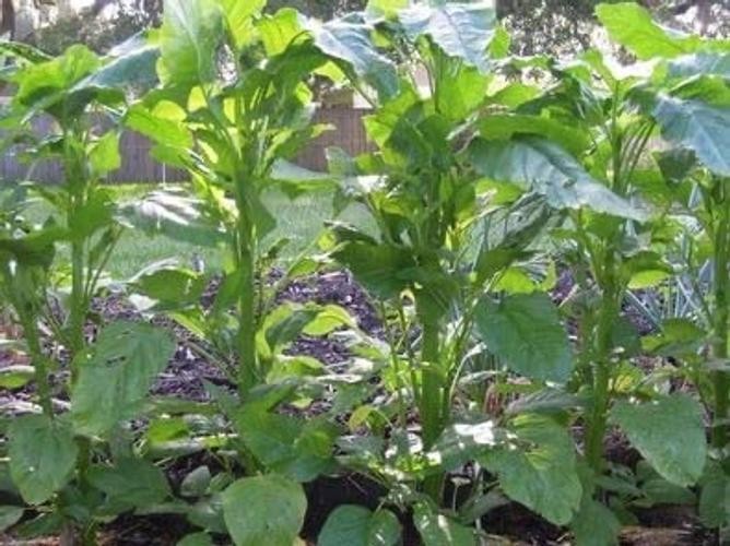 100 Seeds/My Favorite Deals Green Callaloo, Jamaican Callaloo, Amaranth