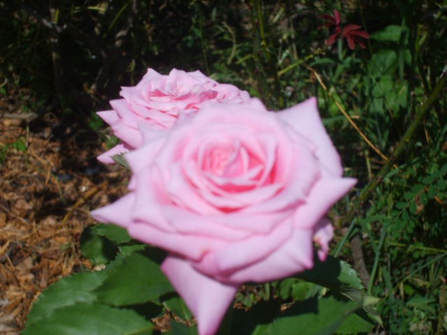 Belinda’s Dream Heirloom Rose Bush Plant Fragrant Double Pink Flower Perpetual