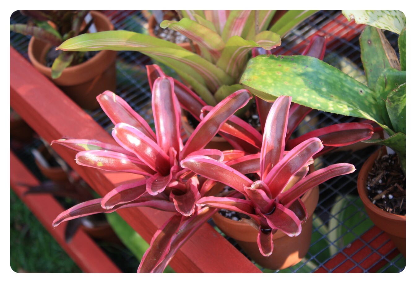 8 assorted bromeliads mix lot SMALL plants neoregelia vriesea billbergia pups