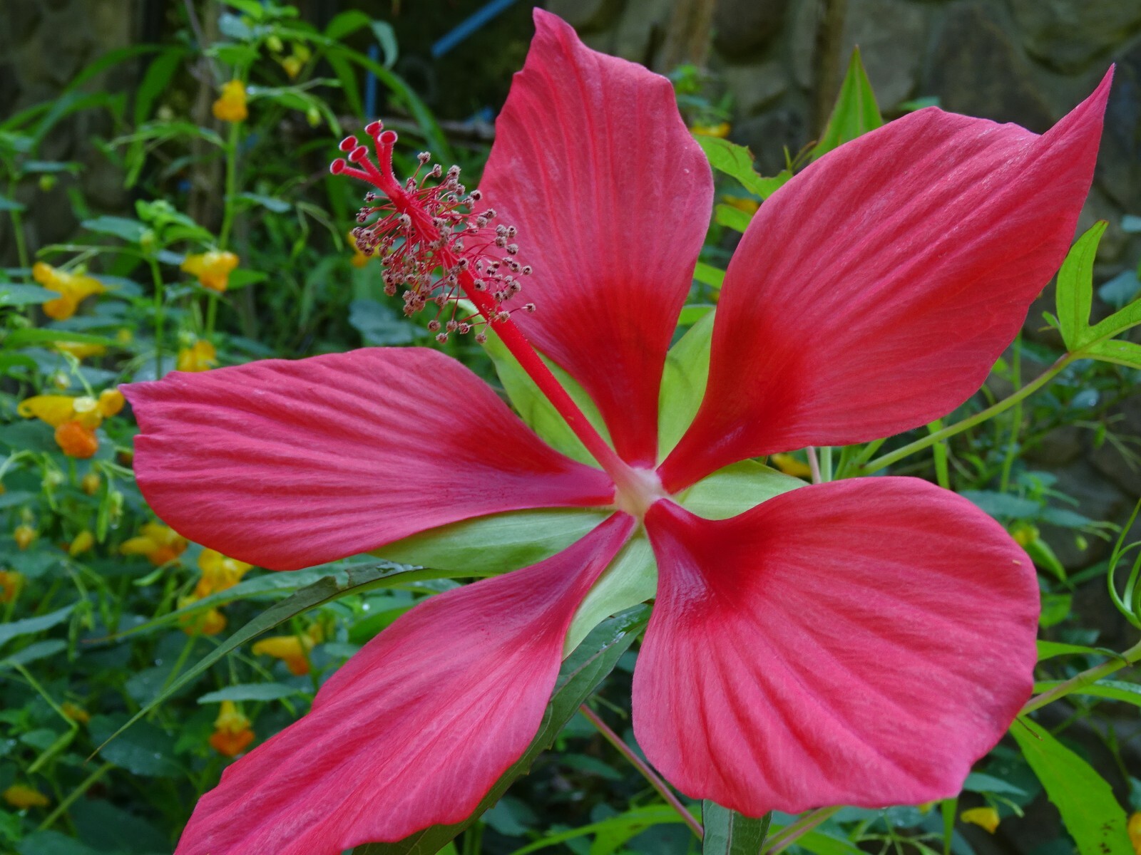 Texas Star Hibiscus Rose Mallow H. coccineus Native Perennial 30 seeds 2024
