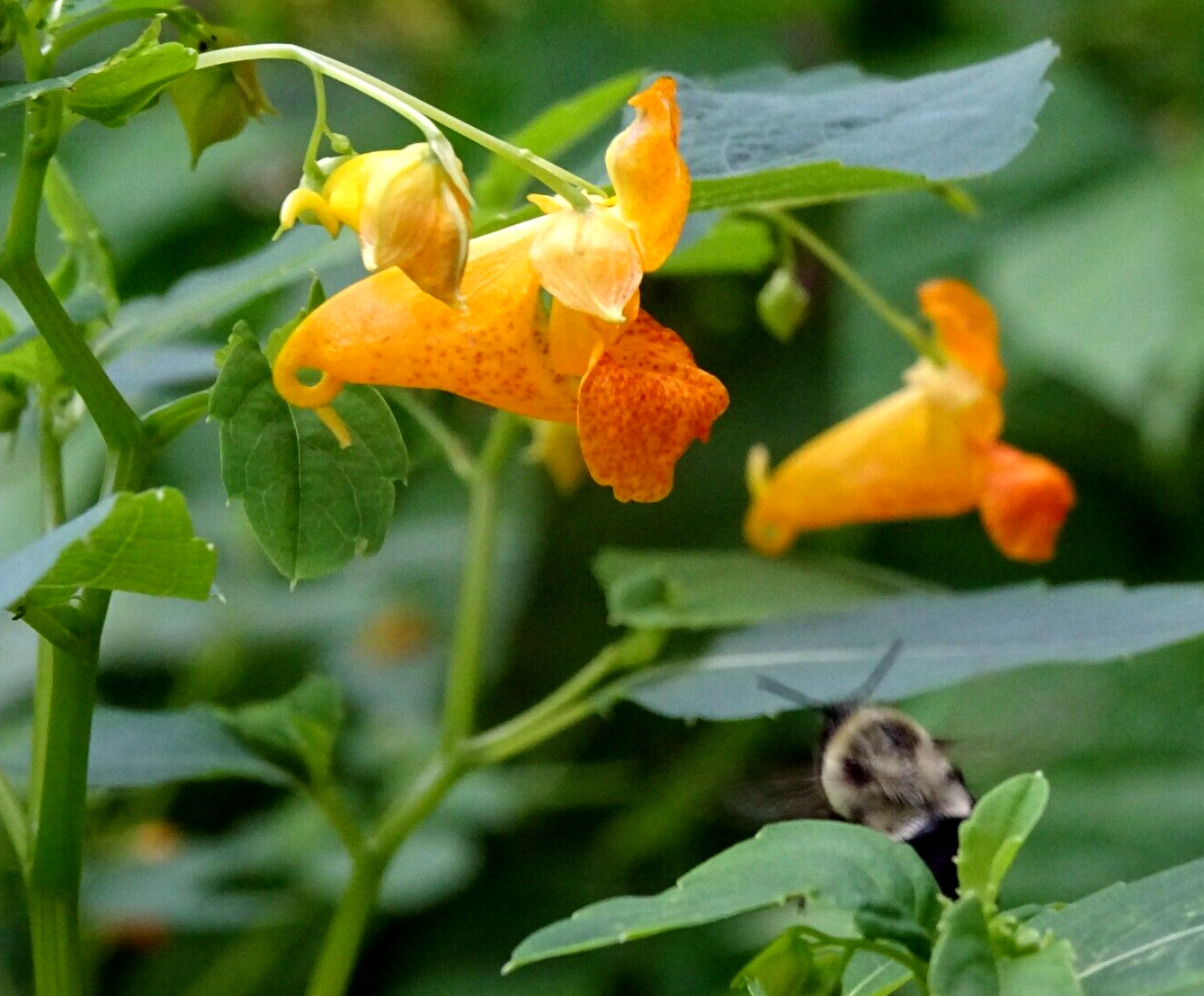 Jewelweed Impatiens Capensis TouchMeNot 40 seeds from 2023 Organic Hummingbirds