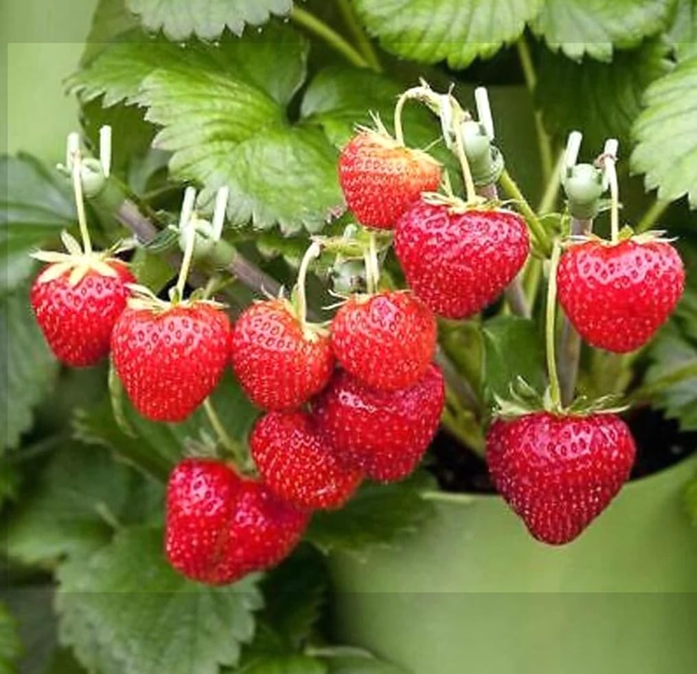 250PCS Alpine Strawberry Fast Growing Wild Strawberry Fragaria Vesca Seeds Heirl