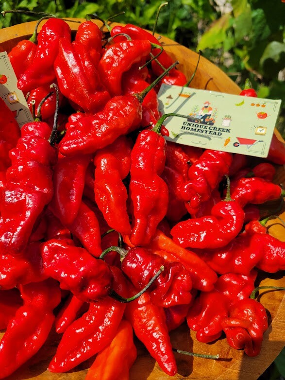 Leviathan Gnarly Scorpion Pepper 25 Seeds Red Chili Peppers 750,000+ Scoville