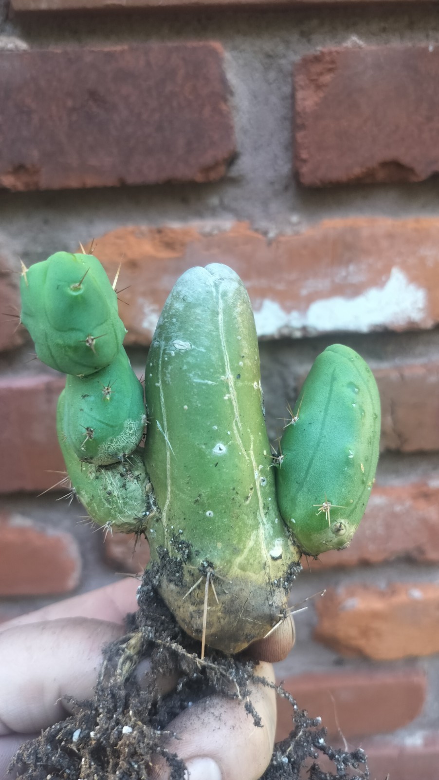 Sacred Cactus – Bridgesii TBM Short Type With Roots – ( Exact Cactus)