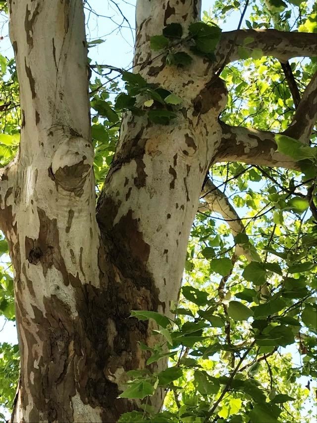American Sycamore, 25+ seeds, Carolina ecotype